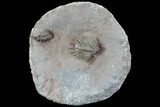 Unidentified Lichid Trilobite From Jorf - Belenopyge Like #86328-4